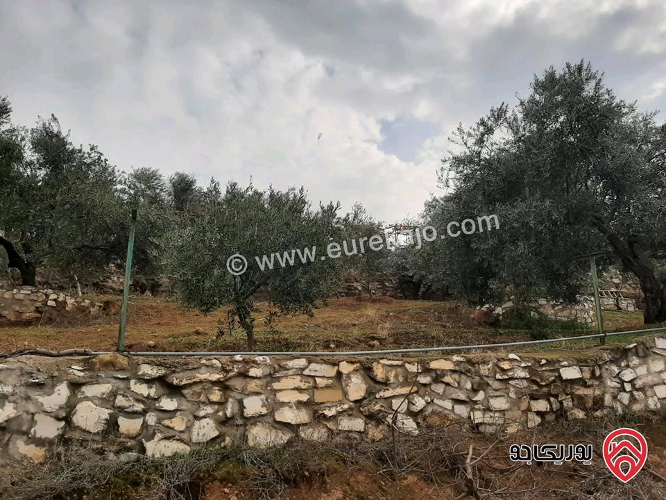 مزرعة زيتون مساحة الأرض 8 دونم و 300م و البناء مساحة 100م للبيع في السلط