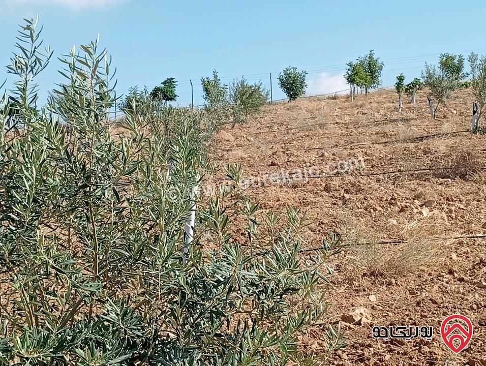 مزرعة مساحة الأرض 3 دونم و 400م بإطلالة للبيع في المفرق - بلعما