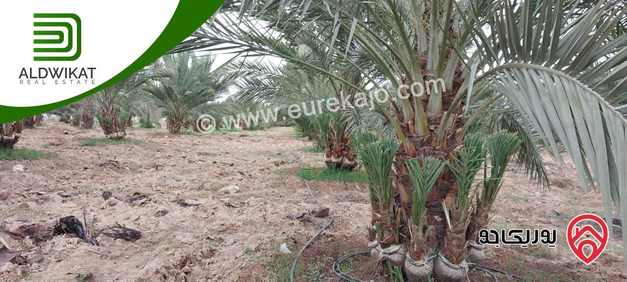مزرعة نخيل للبيع في الغور الجنوبي / الكرامة مساحتها 56 دونم مزروعة تمر مجهول