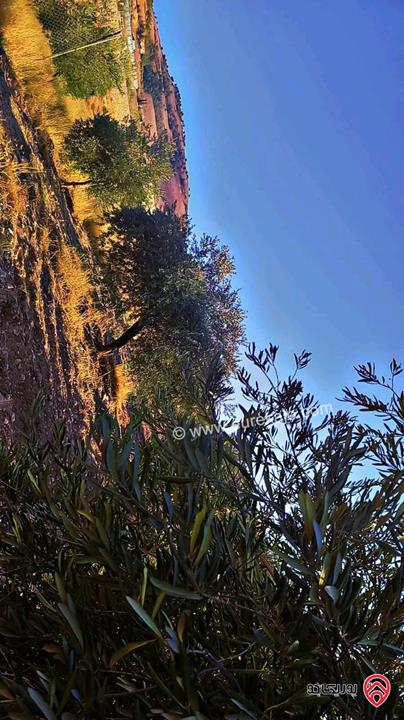 قطع أراضي بمساحات من 450م - 500م للبيع في الزرقاء - بيرين