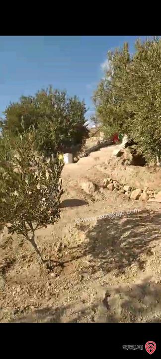 أرض مساحة 546م مزروعة بأشجار الزيتون للبيع في عمان - ناعور