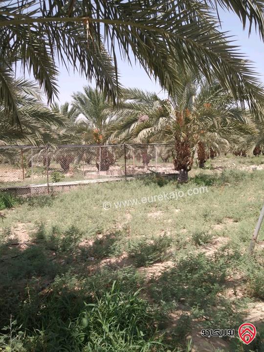 مزرعة نخيل مساحة الأرض 40 دونم وفيها بناء مساحة 210م للبيع في البلقاء - الأغوار الوسطى منطقة الكرامة