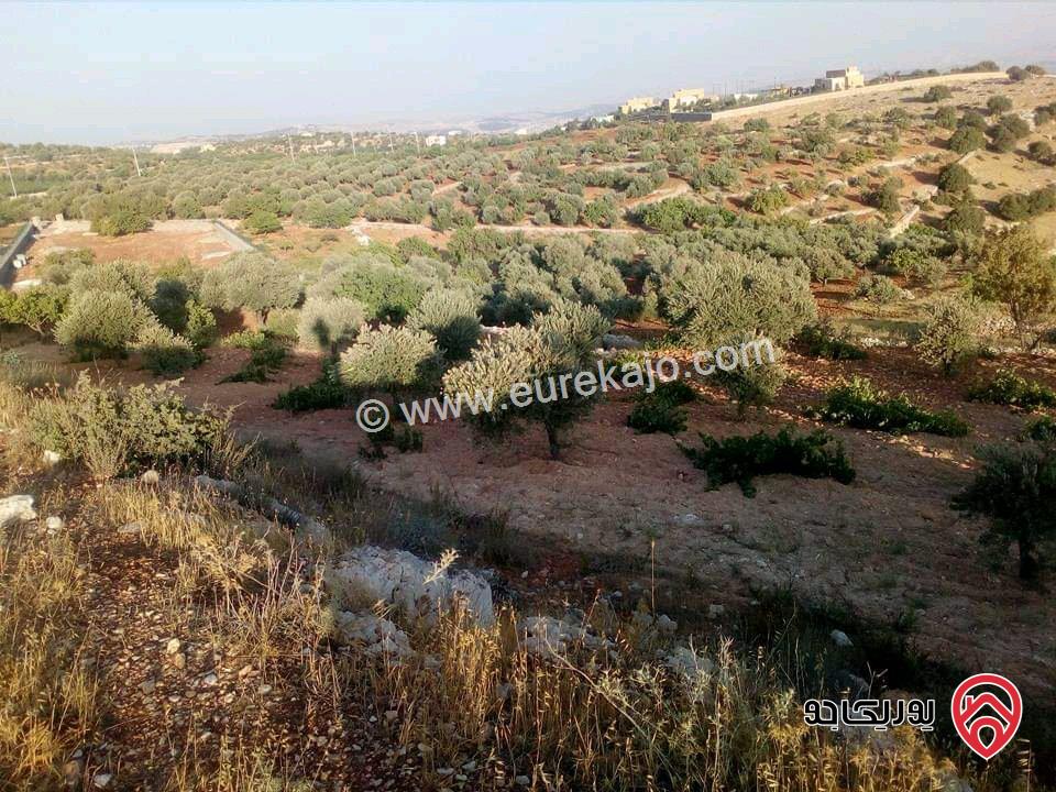 مزرعة مساحة الأرض 16 دونم للبيع في جرش - سوف