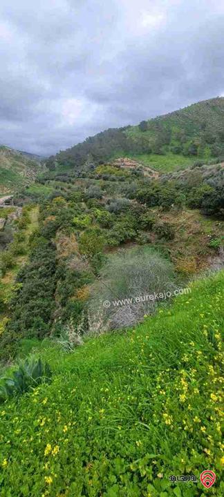 أرض زراعية مساحة 6 دونم و 100م للبيع في عجلون