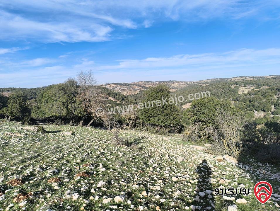 أرض مساحة 3 دونم و 687م للبيع في عجلون - بين جبال عين جنا