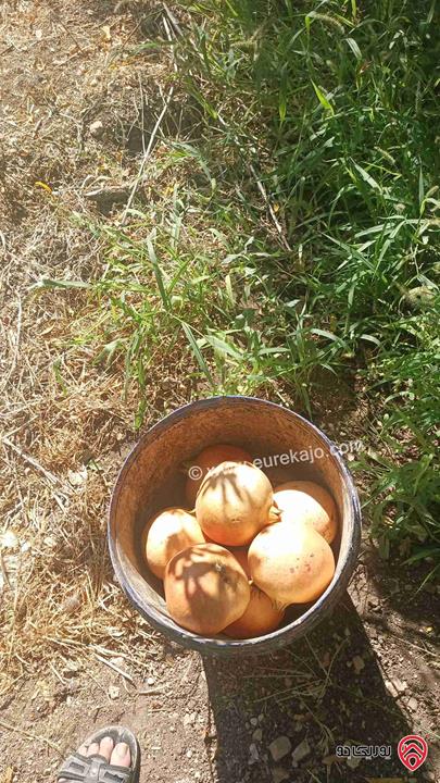 مزرعة مساحة 9 دونم مزروعة رمان و زيتون مرويه من خزان في نفس الارض للبيع في اربد - كفر سوم 