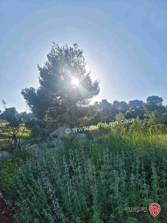 مزرعة جميلة جدا مساحة 18000م للبيع في جرش الكته حوض المحافير 