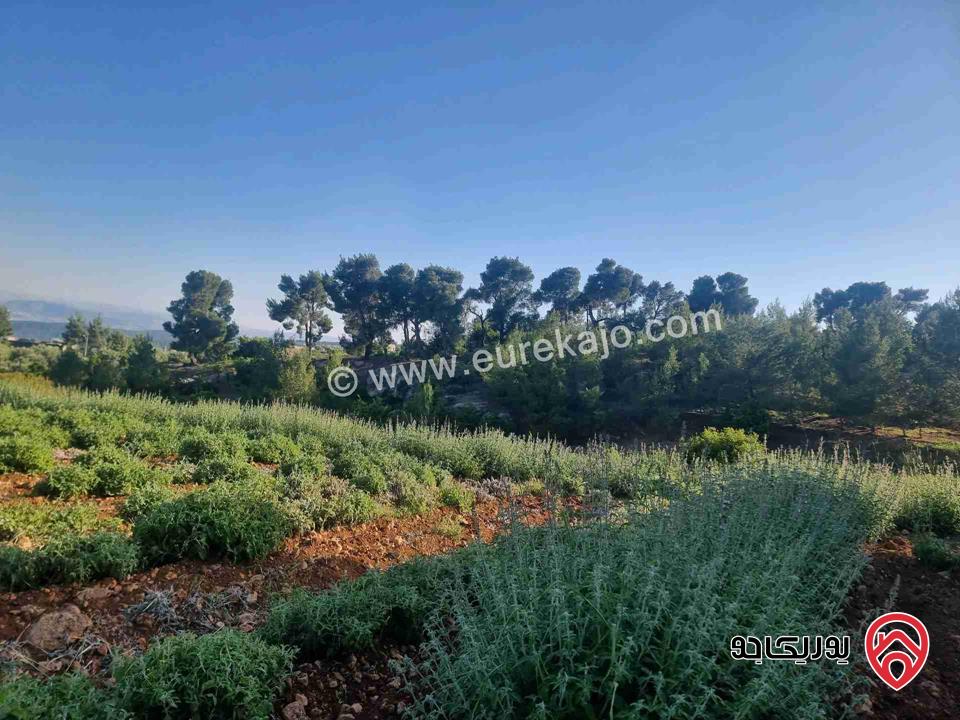 مزرعة جميلة جدا مساحة 18000م للبيع في جرش الكته حوض المحافير 