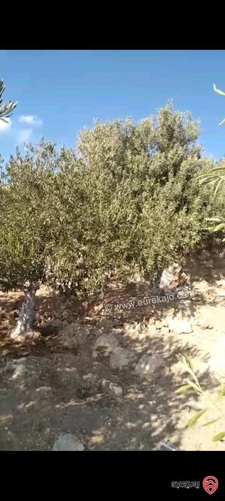 أرض مساحة 546م مزروعة بأشجار الزيتون للبيع في عمان - ناعور