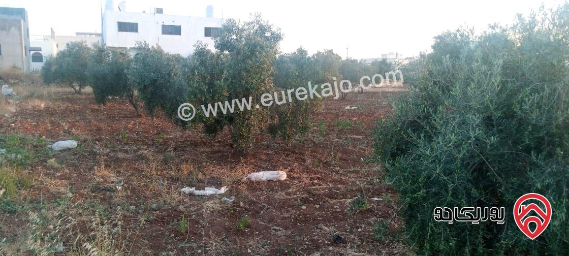 قطعة أرض مساحة 2 دونم للبيع في اربد - الرمثا - الطرة