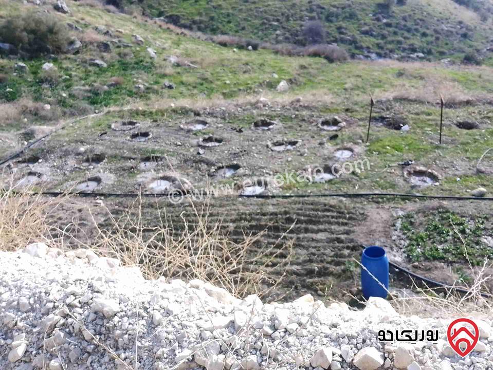 قطعة أرض مساحة 8650م للبيع في اربد - الكورة دير ابي سعيد 