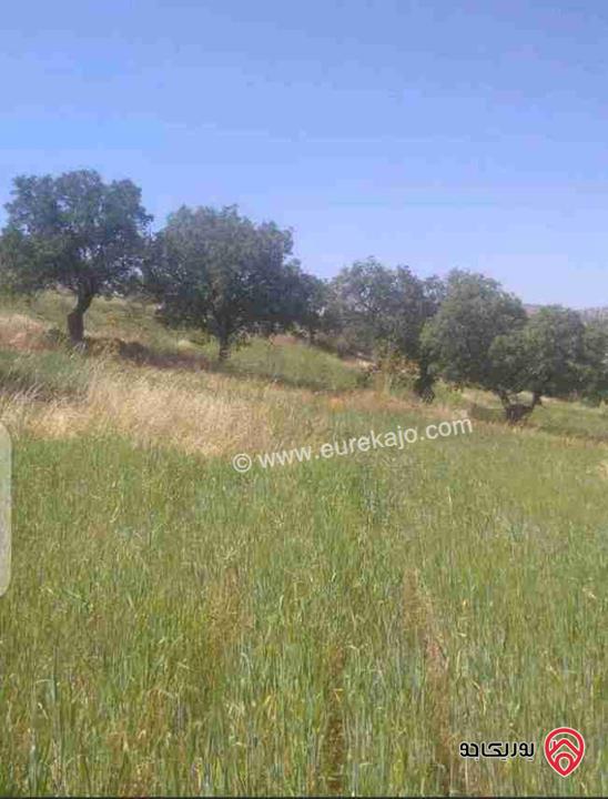 قطعة أرض مساحة 3400م استثمارية للبيع في الزرقاء - العالوك بيرين  قرب الكمشه