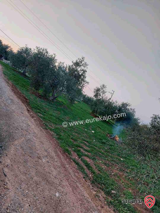 مزرعة دجاج مسطح 1000م طابقين على ارض 12.250 متر مربع مزروعه زيتون وتين ودوالي 