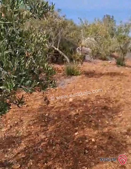 أرض مساحة 5 دونم و 603م للبيع في اربد - ملكا