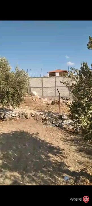 أرض مساحة 546م مزروعة بأشجار الزيتون للبيع في عمان - ناعور