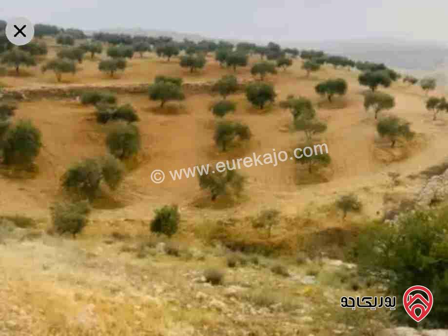 قطعة أرض مساحة 6 دونم للبيع في الزرقاء - العالوك المسره