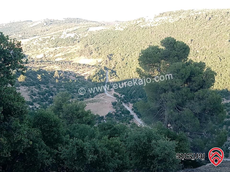 أرض مميزة مساحة 2 دونم للبيع في محافظة عجلون منطقة عنجرة / خربة الحنيش الأثرية 