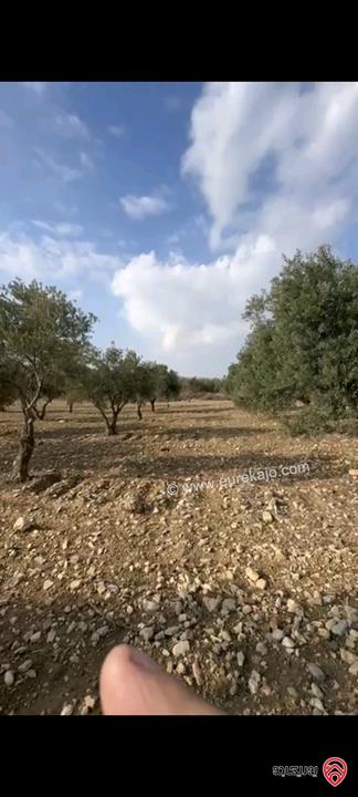 أراضي مساحة 3700م للبيع في عمان - ناعور حسبان مزروعة زيتون