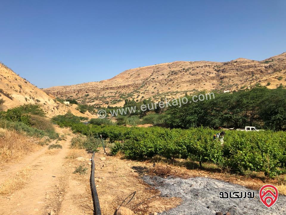 مزرعة مساحة 22 دونم للبيع في الأغوار منطقة ابو الزيغان