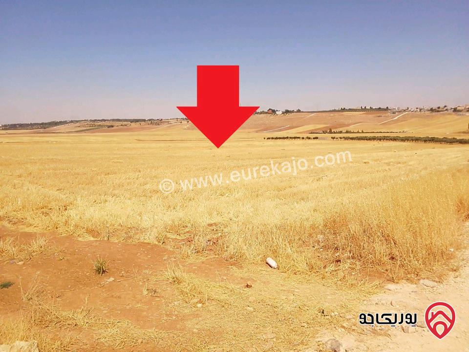 قطعة أرض مساحة 5300م زراعية مميزة واصل الخدمات للبيع في مادبا - ماعين غرابيات ام راسين 