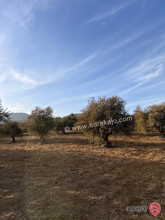 مزرعة مساحة الأرض 6 دونم و 500م للبيع في جرش منطقة جمله قريبة من محمية دبين اطلاله جميلة جداً وسعر حرق وربنا يبارك لصاحب النصيب