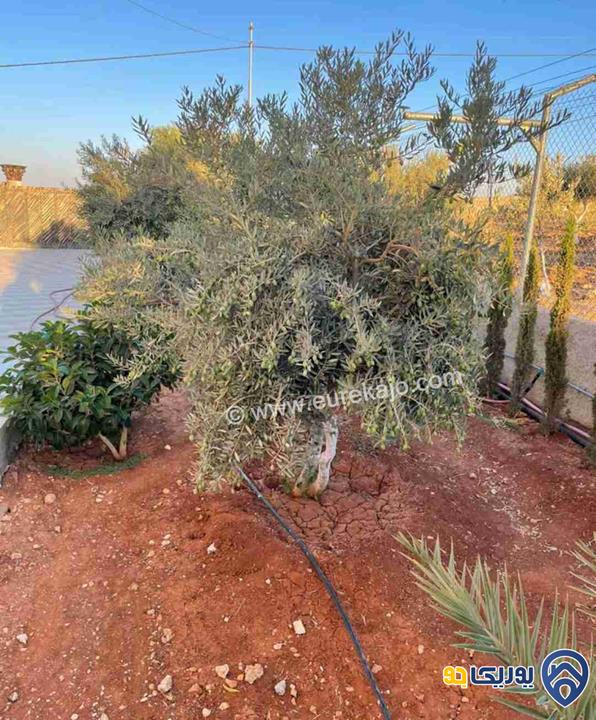 مزرعة في القنية اطلالة عاليه وخلابه مشجرة بالاشجار المثمرة بمساحة 6800م