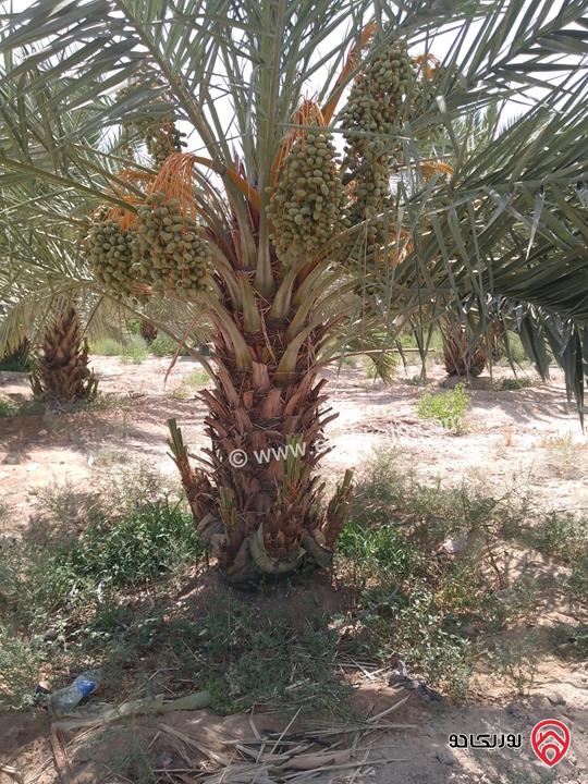 مزرعة نخيل مساحة الأرض 40 دونم وفيها بناء مساحة 210م للبيع في البلقاء - الأغوار الوسطى منطقة الكرامة