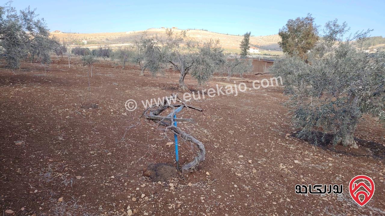 مزرعة مساحة الأرض 4 دونم للبيع في المفرق شرق جرش نادره 