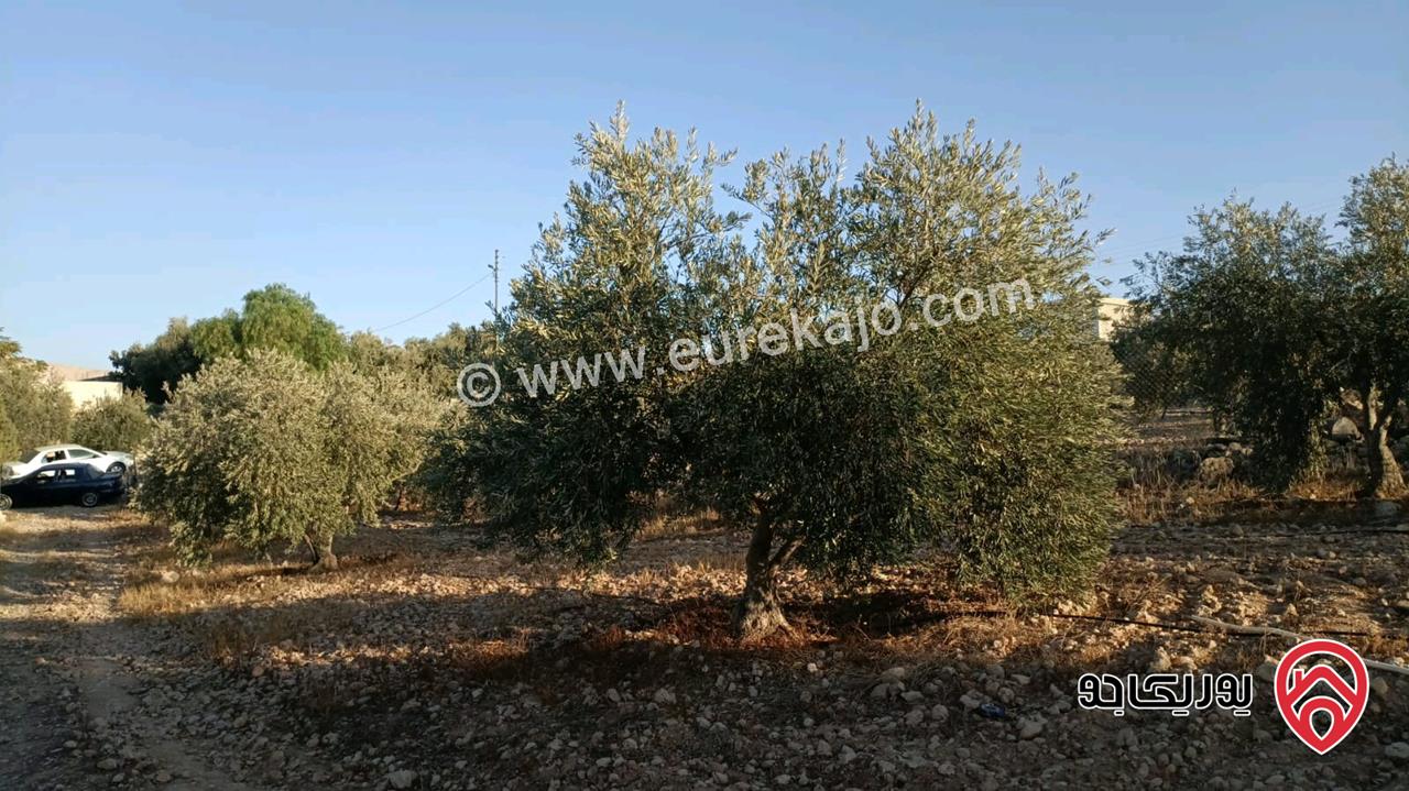 مزرعة مساحة الأرض 4 دونم و 214م والبناء 40م للبيع في الزرقاء - صروت 