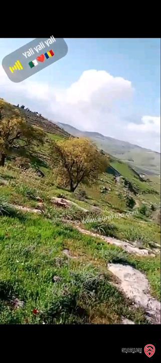 قطعة أرض زراعية مساحة 6 دونم و 248م للبيع في الزرقاء - منطقة صروت تبعد عن عمان 20 دقيقة