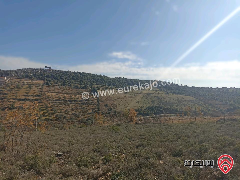 أرض مساحة 11 دونم للبيع في واحدة من أجمل مناطق عجلون – عنجرة / البلوطة
