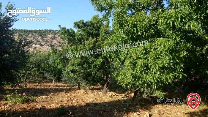 ارض مزرعة استثمارية مساحة 13 دونم للبيع بجبال عجلون - خربة الوهادنه السياحية التنموية 