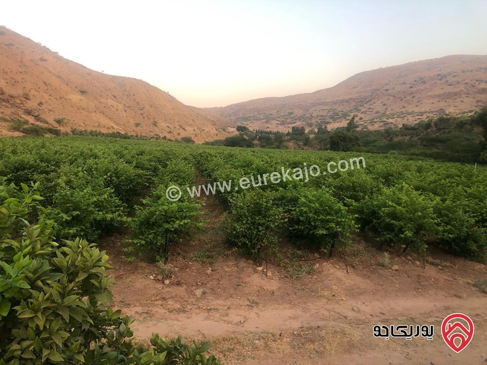 مزرعة مساحة 22 دونم للبيع في الأغوار منطقة ابو الزيغان