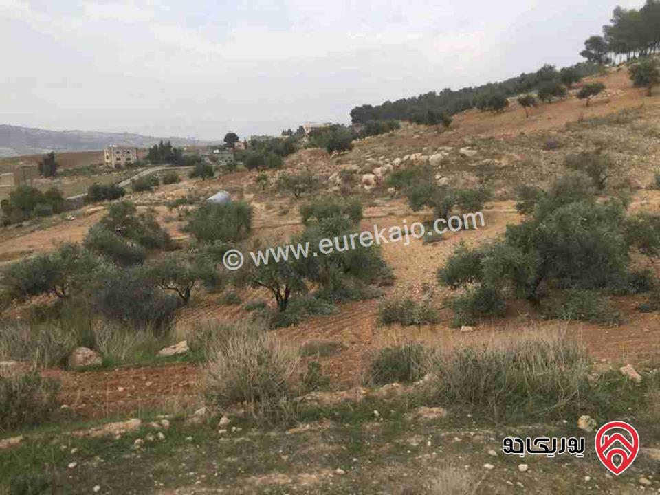 مزرعة للبيع في عمان منطقة السليحي حي ابوالرتم مزروعة باشجار الزيتون المثمر مساحتها [5]  دنم 