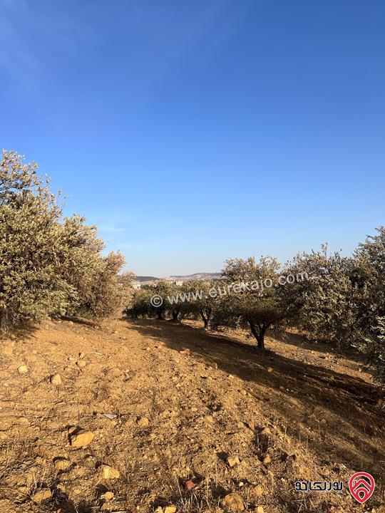 مزرعة مساحة الأرض 6 دونم و 500م للبيع في جرش منطقة جمله قريبة من محمية دبين اطلاله جميلة جداً وسعر حرق وربنا يبارك لصاحب النصيب
