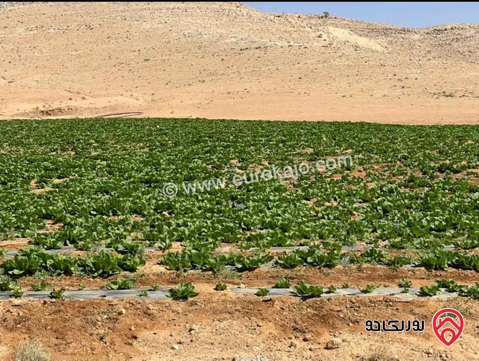 أرض مساحة 21 دونم للبيع في المفرق - ثغرة الجب