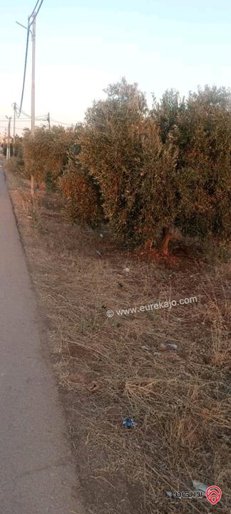 قطعة أرض مساحة 2 دونم للبيع في اربد - الرمثا - الطرة