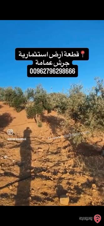 قطعة أرض استثمارية مساحة 10 دونم منتجة للبيع من اراضي جرش عمامة 