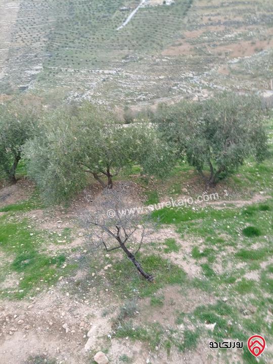 قطعة أرض مساحة 10 دونم و 704م للبيع في الزرقاء - بيرين