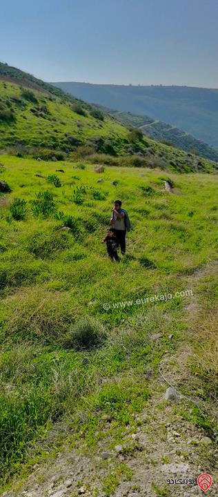 قطعة أرض مساحة 8650م للبيع في اربد - الكورة دير ابي سعيد 