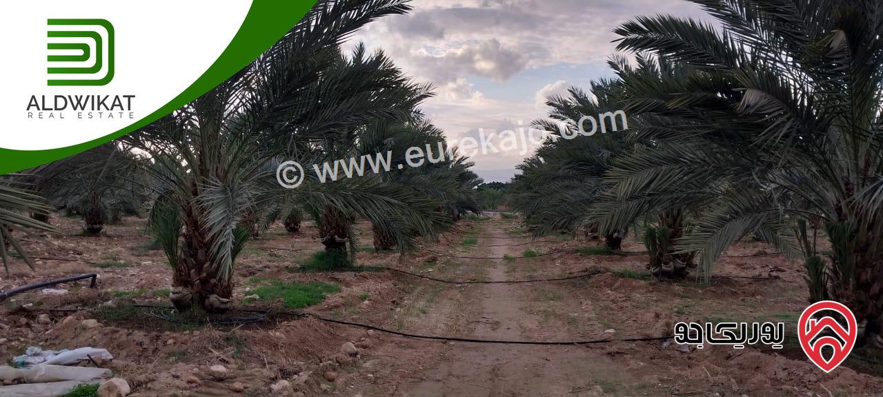 مزرعة نخيل للبيع في الغور الجنوبي / الكرامة مساحتها 56 دونم مزروعة تمر مجهول