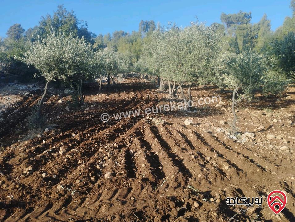 مزرعة مساحة الأرض 20 دونم و 462م للبيع في منطقة جرش