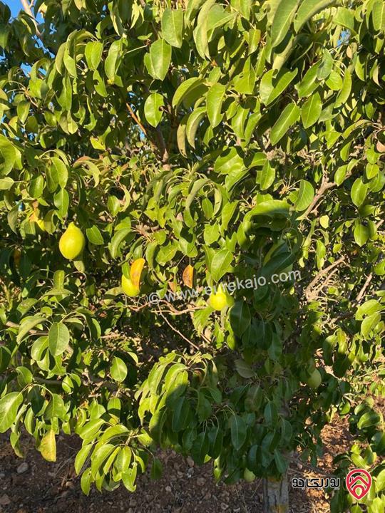 مزرعة مساحة الأرض 4 دونم و 398م والبناء 230م للبيع في جرش - قفقفا