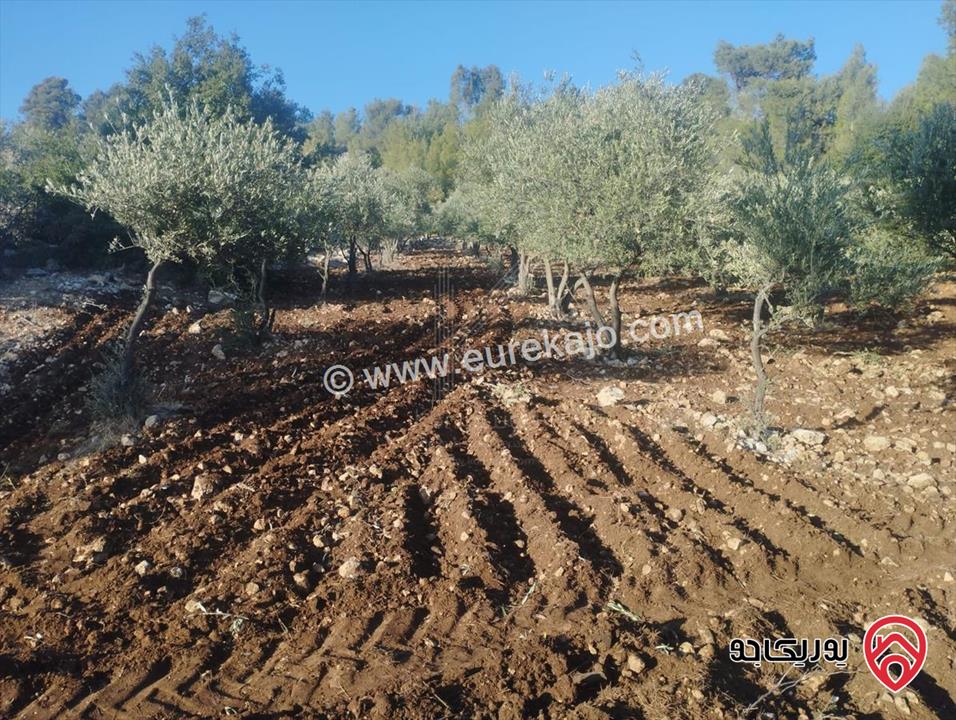 مزرعة زيتون مميزة مساحة 20 دونم و 462م للبيع في جرش