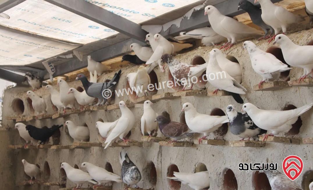 مزرعة مساحة الأرض 4000م والبناء 160م للبيع في عمان - حوارة	