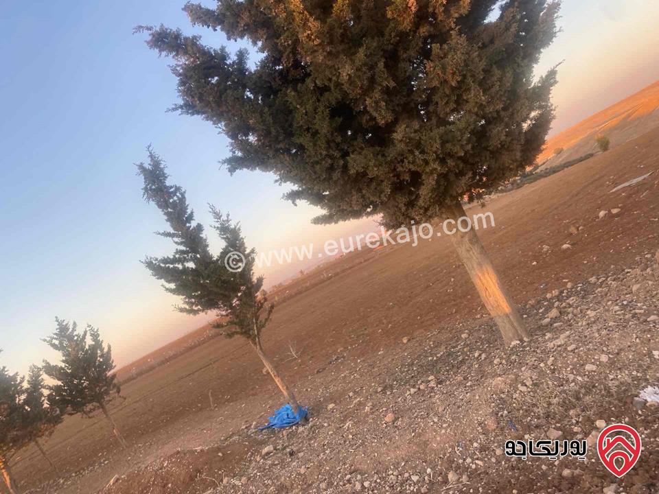 قطعة ارض مساحة 24 دونم للبيع في مادبا / ذيبان 