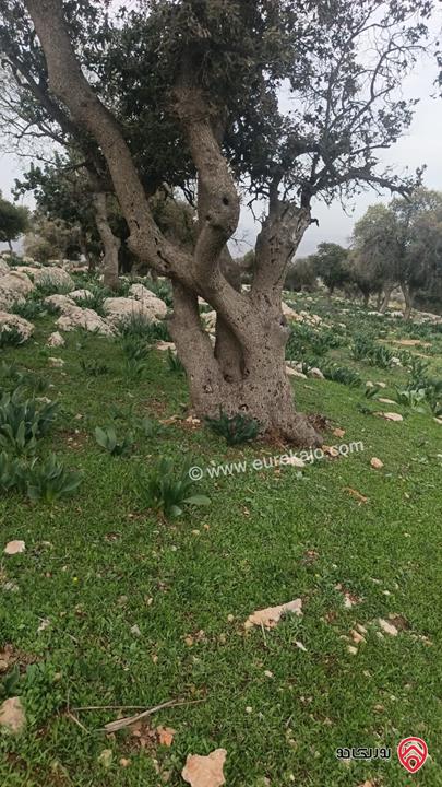 أرض مساحة 15 دونم للبيع في السلط - الصبيحي