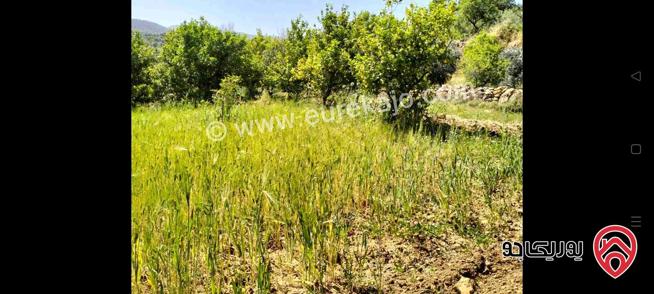 مزرعة مع نبعة مساحة 10 دونم و 800م للبيع في جرش - الكتة