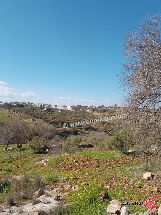  ارض مزروعة مساحة 9 دونم و 200م للبيع في اربد – سحم 