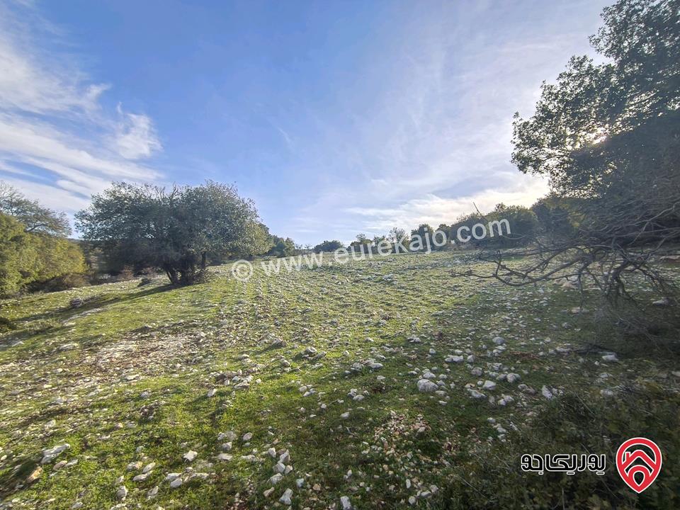أرض مساحة 3 دونم و 687م للبيع في عجلون - بين جبال عين جنا